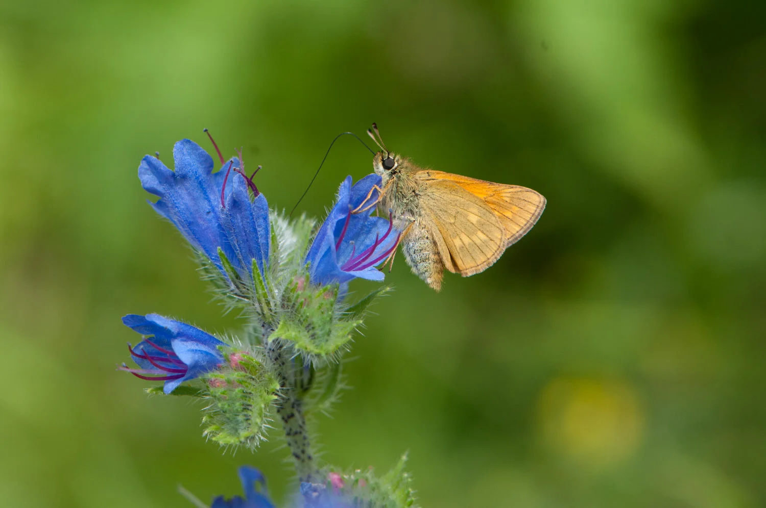 Large skipper