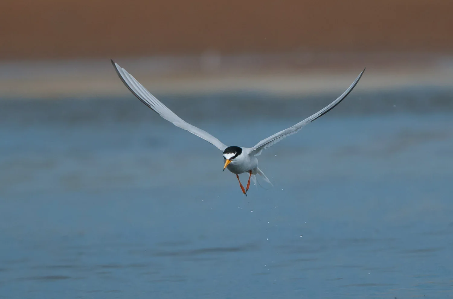 Little Tern