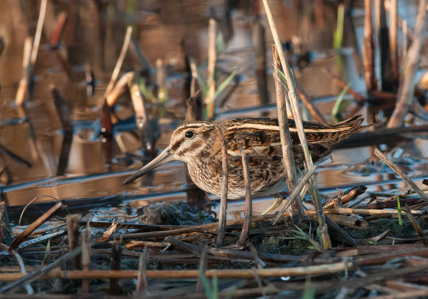 Jack Snipe