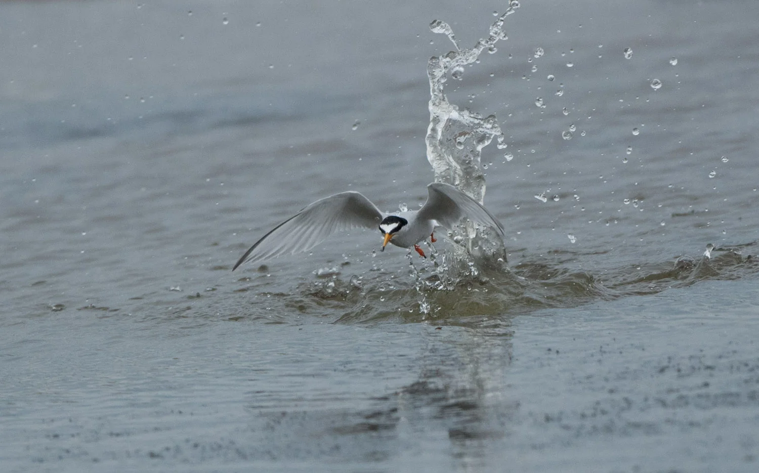 Little Tern