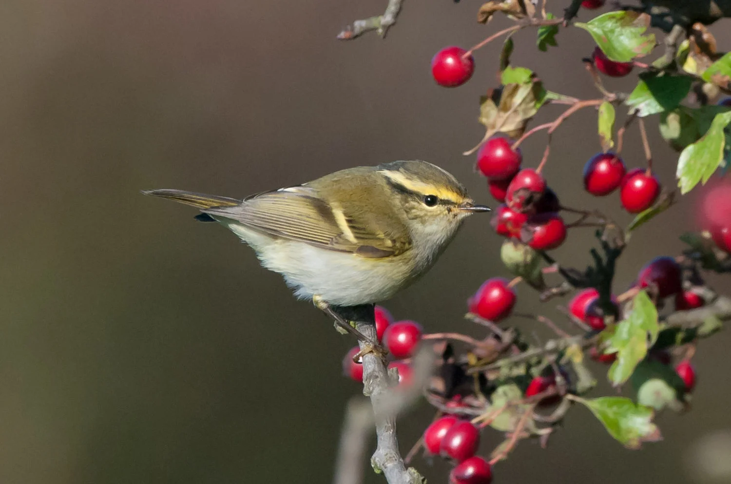 Pallas's Warbler