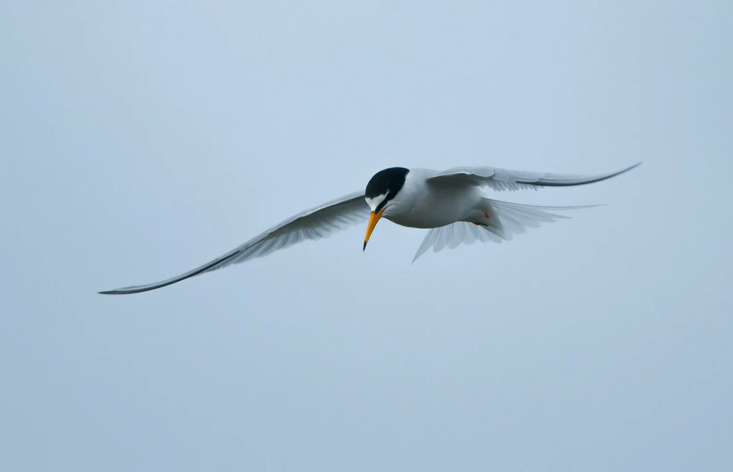 Little Tern