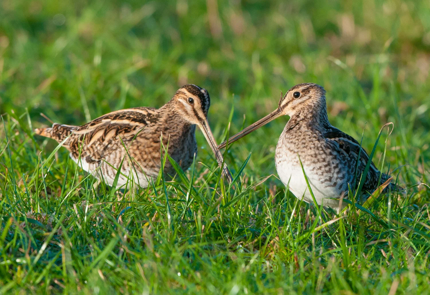 Snipe