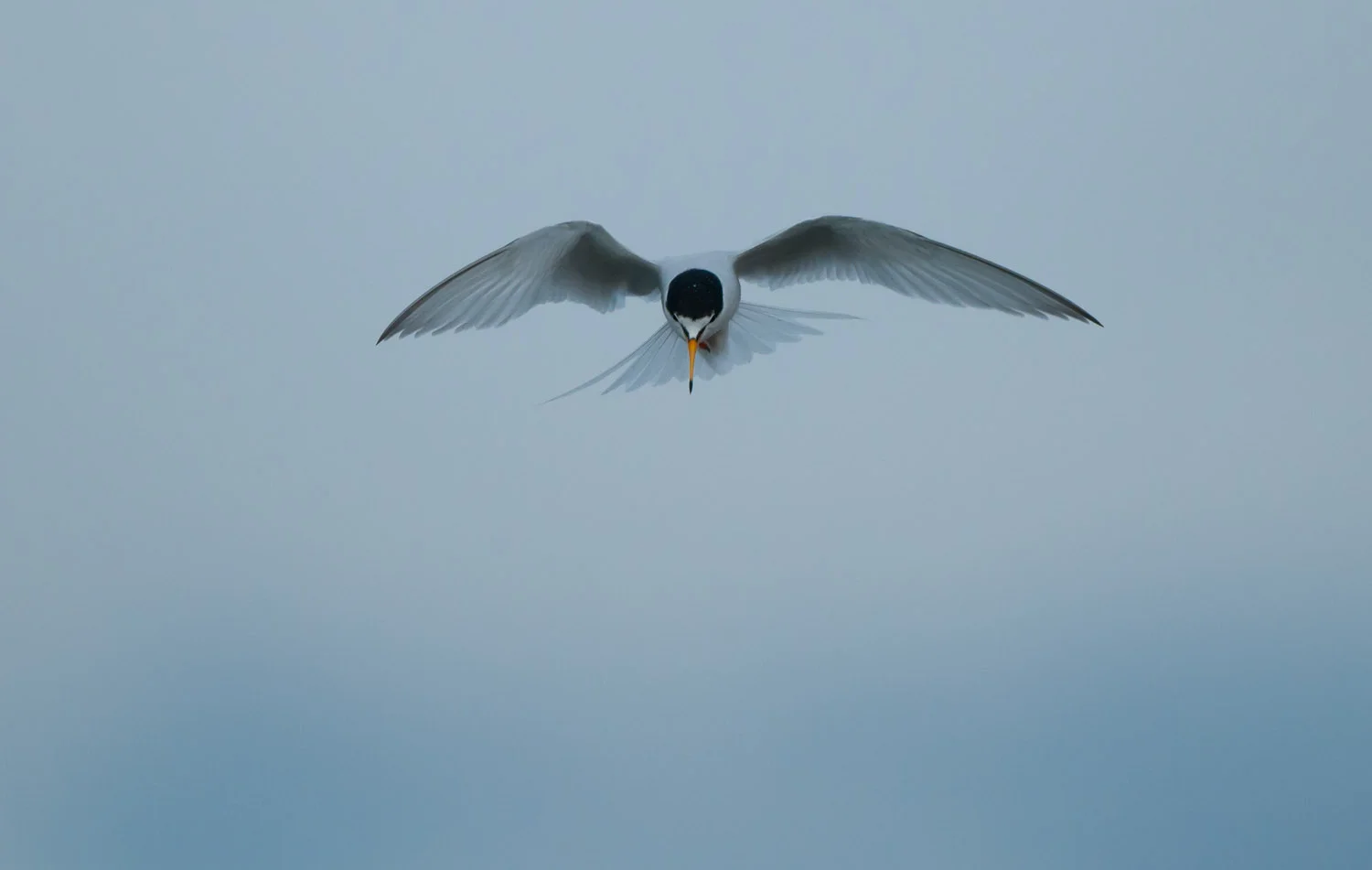 Little Tern