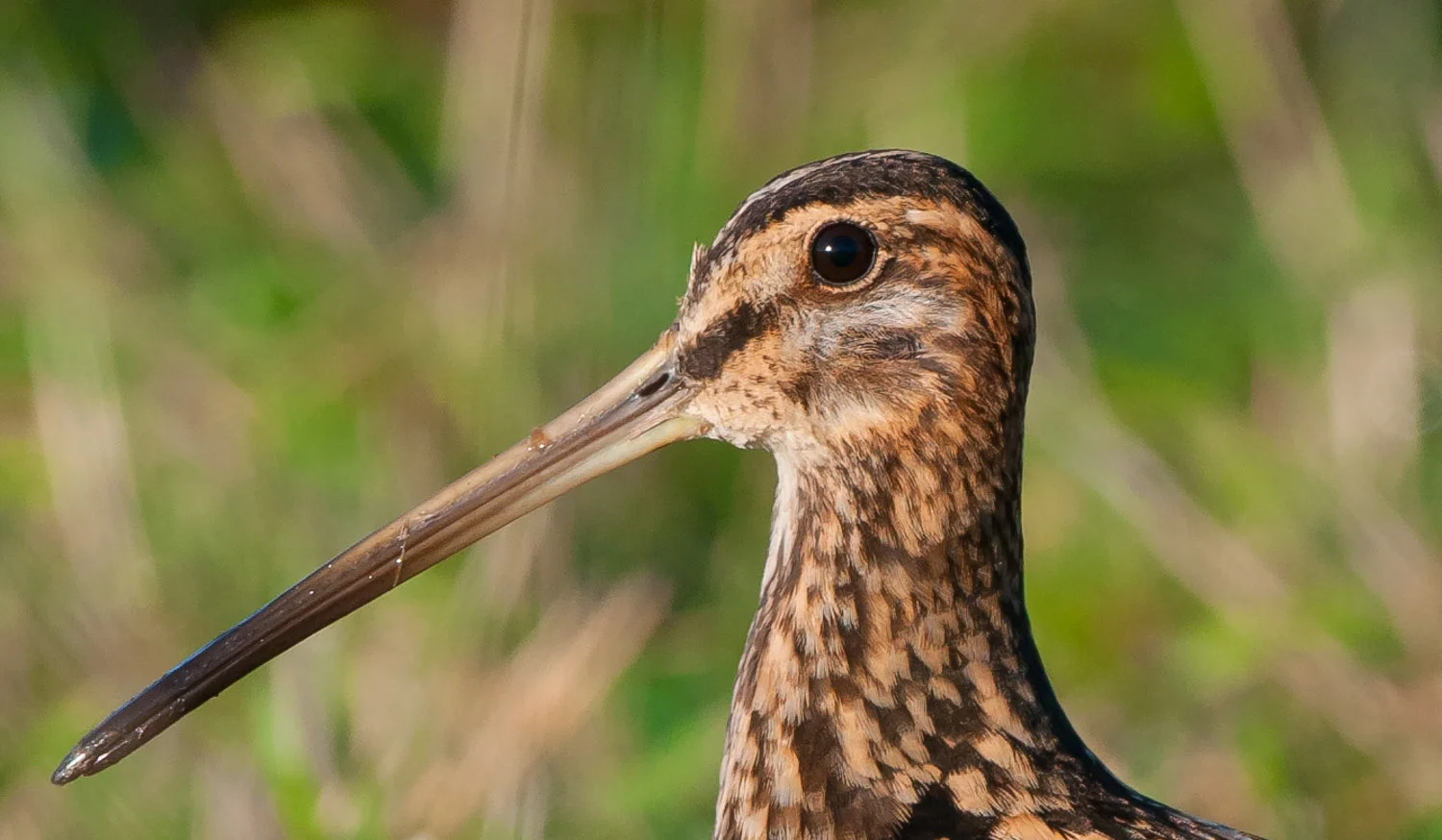 Snipe