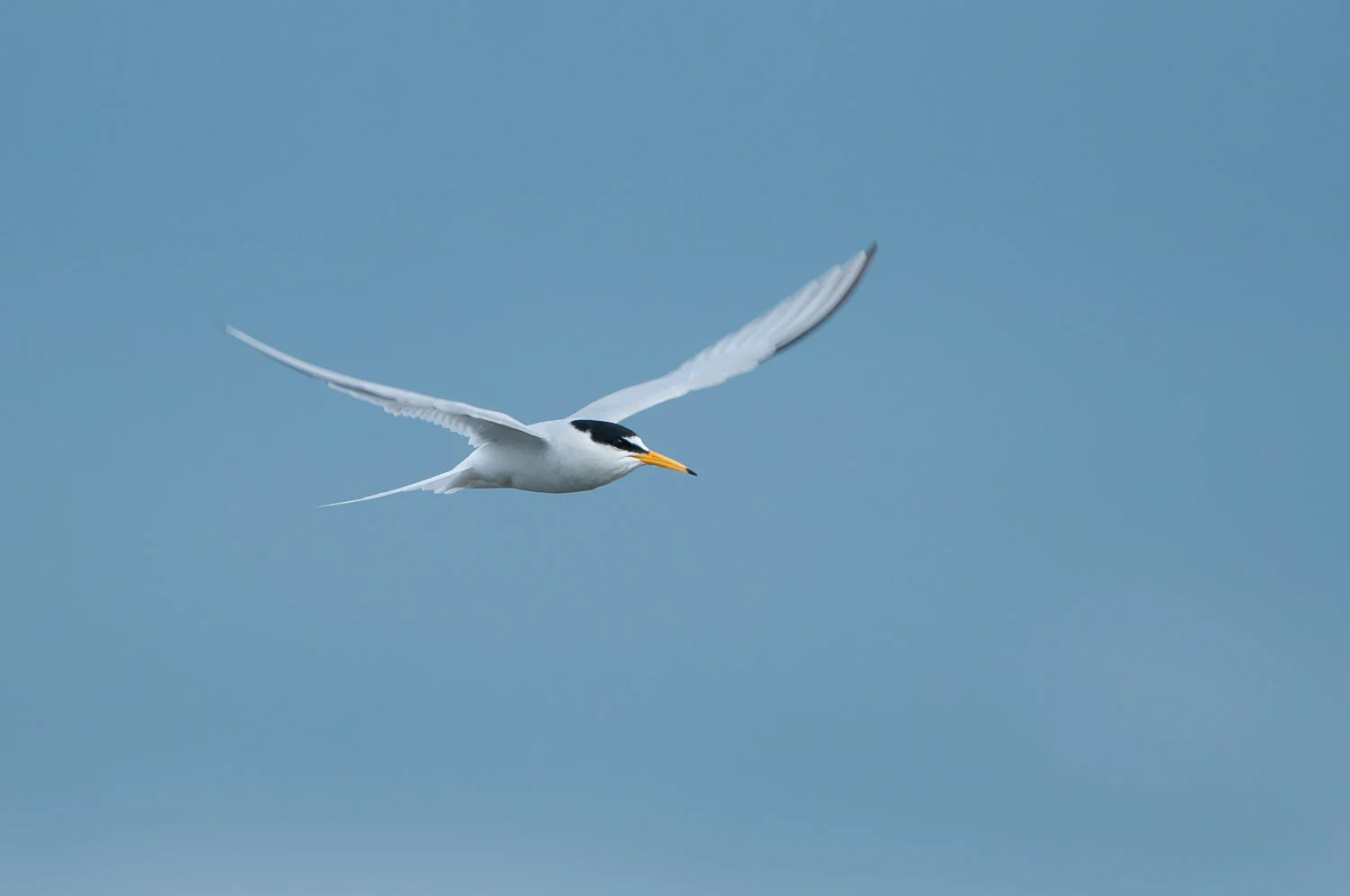 Little Tern