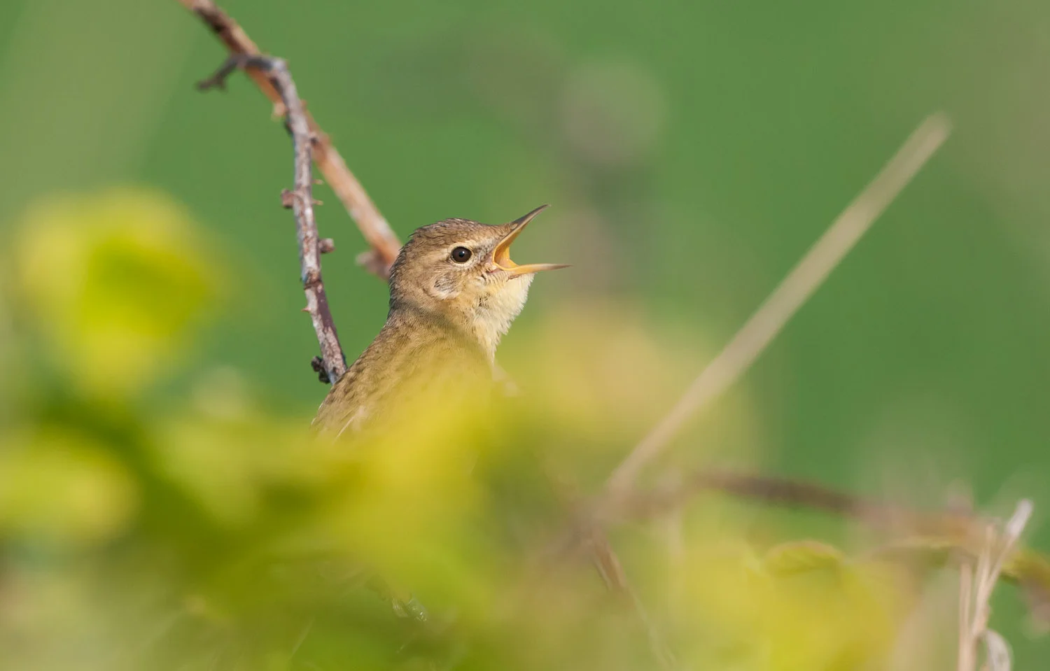 Grasshopper Warbler