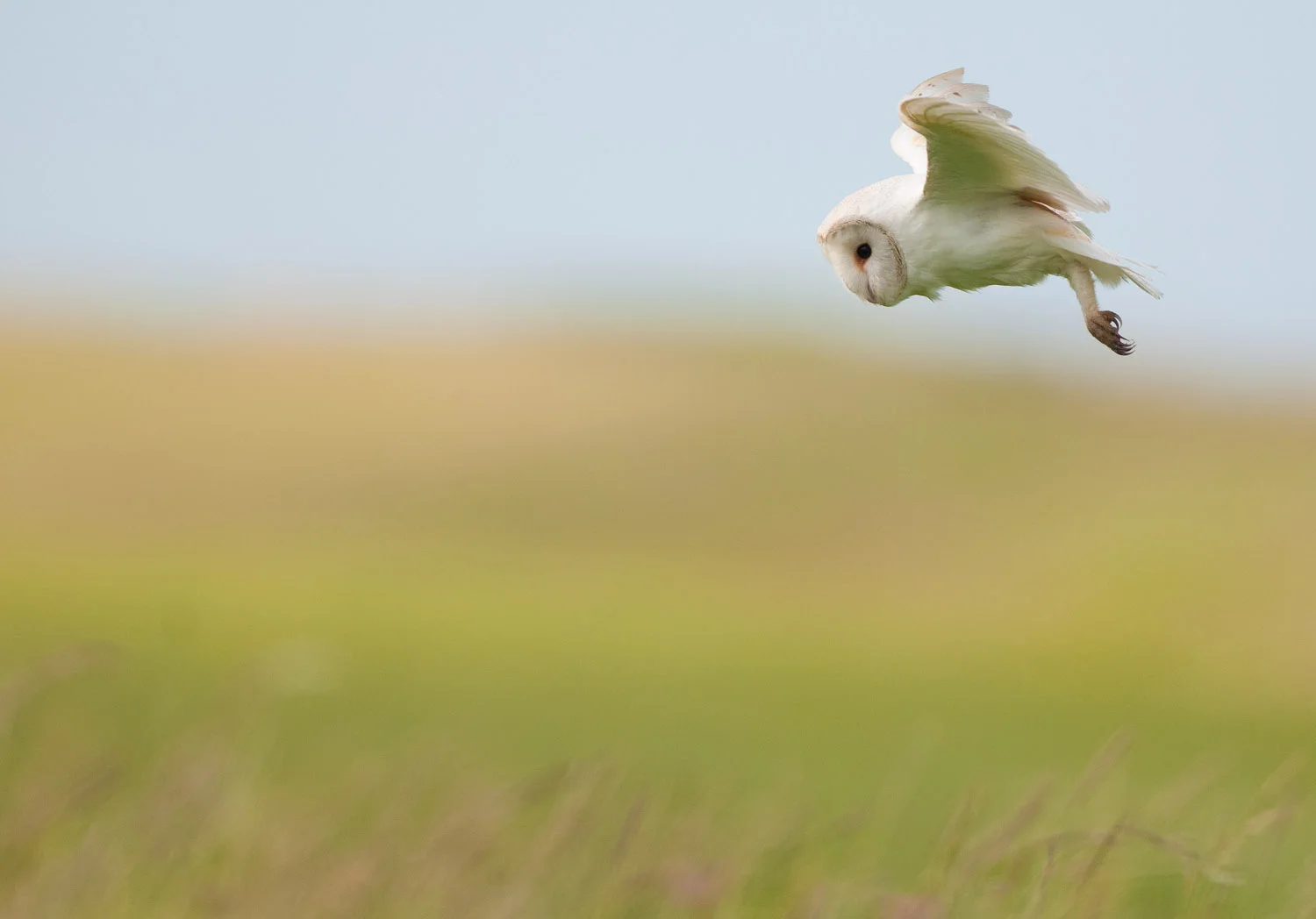 Barn Owl