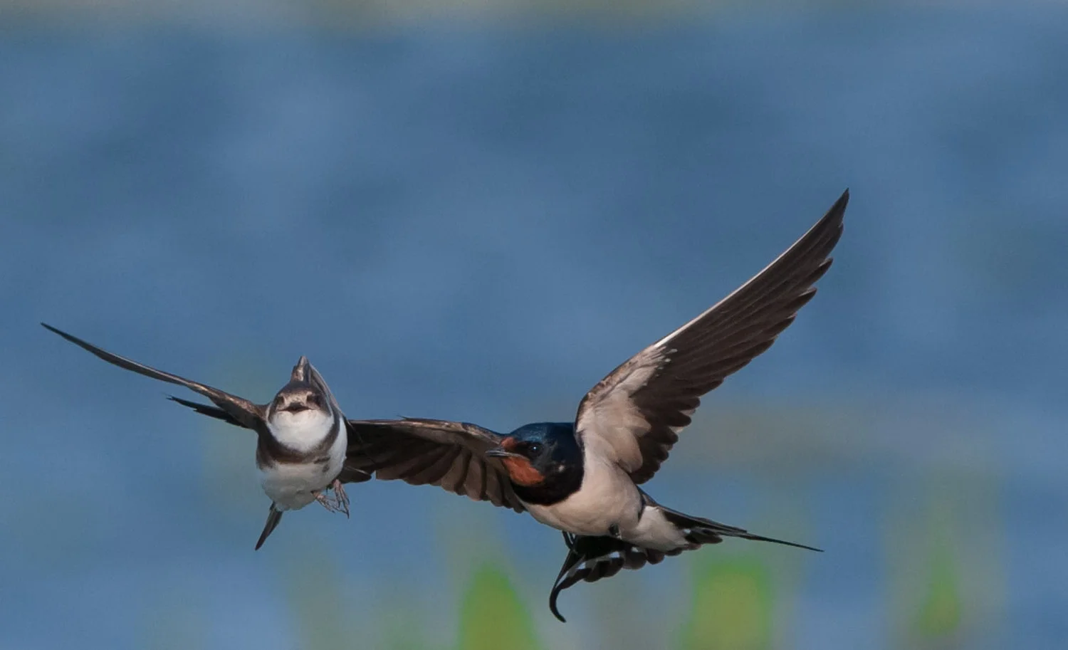 Swallow & Sand Martin
