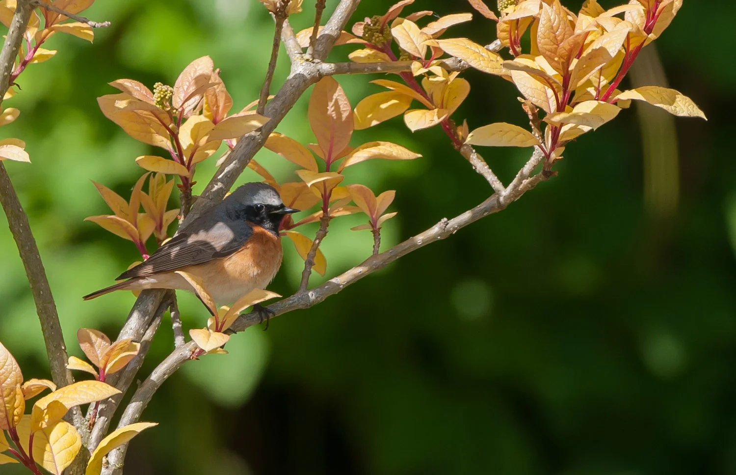 Redstart