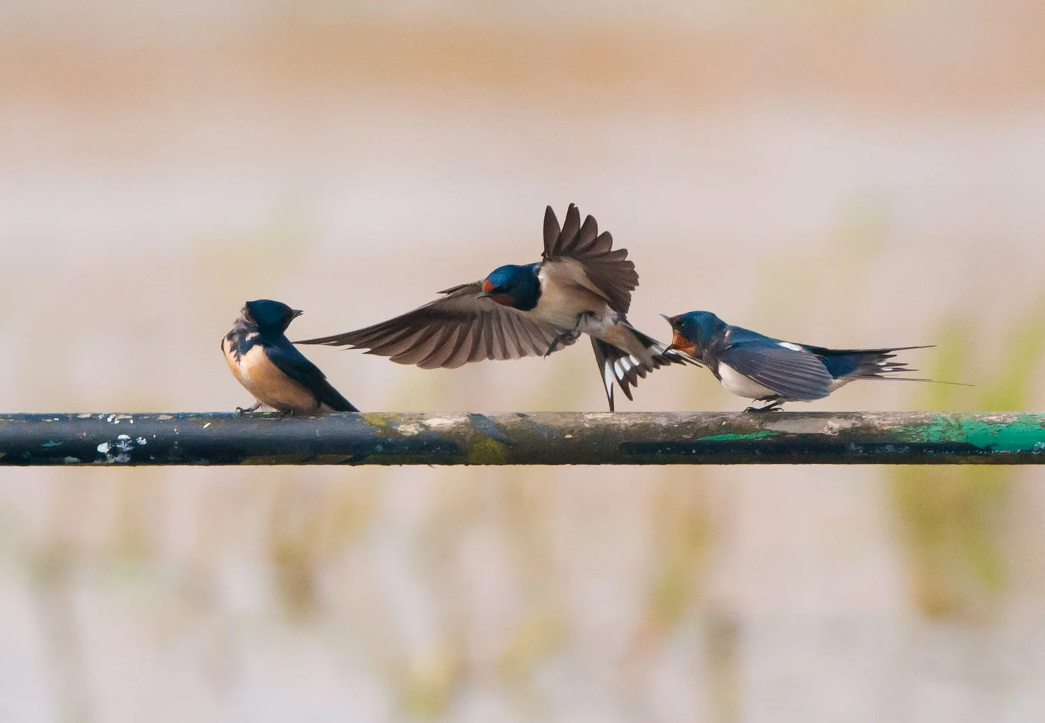 Swallow