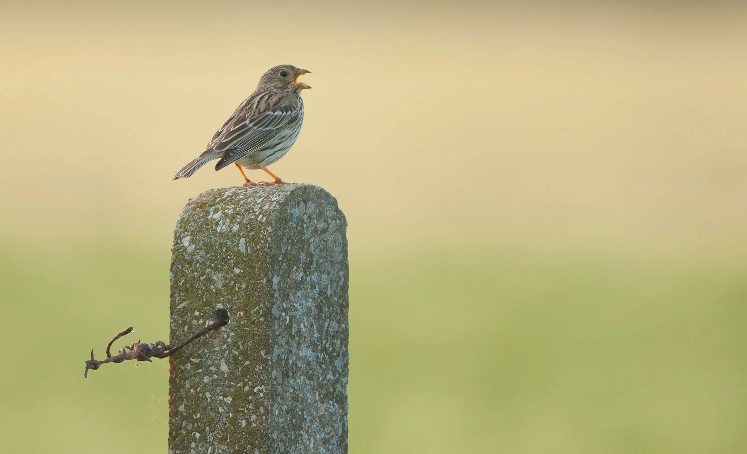 Corn Bunting