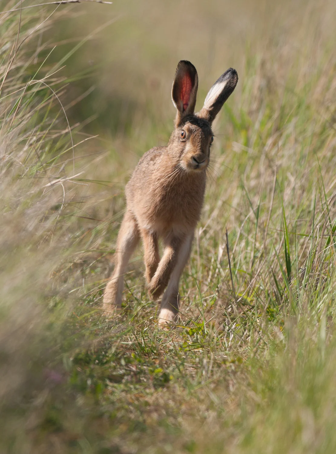 Brown Hare