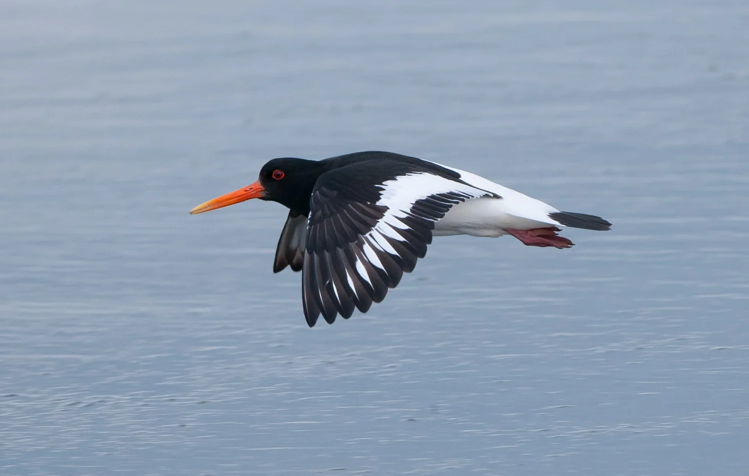 Oystercatcher