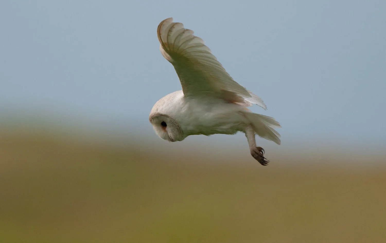 Barn Owl