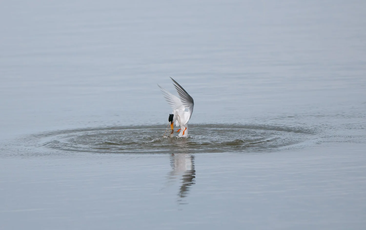 Little Tern