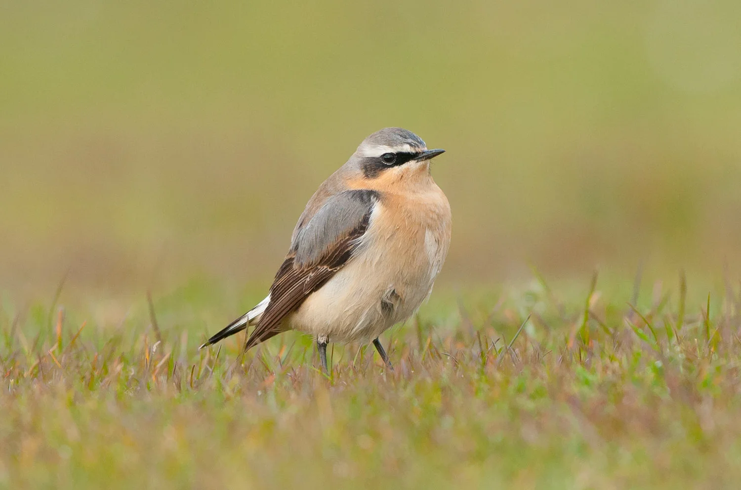 Wheatear