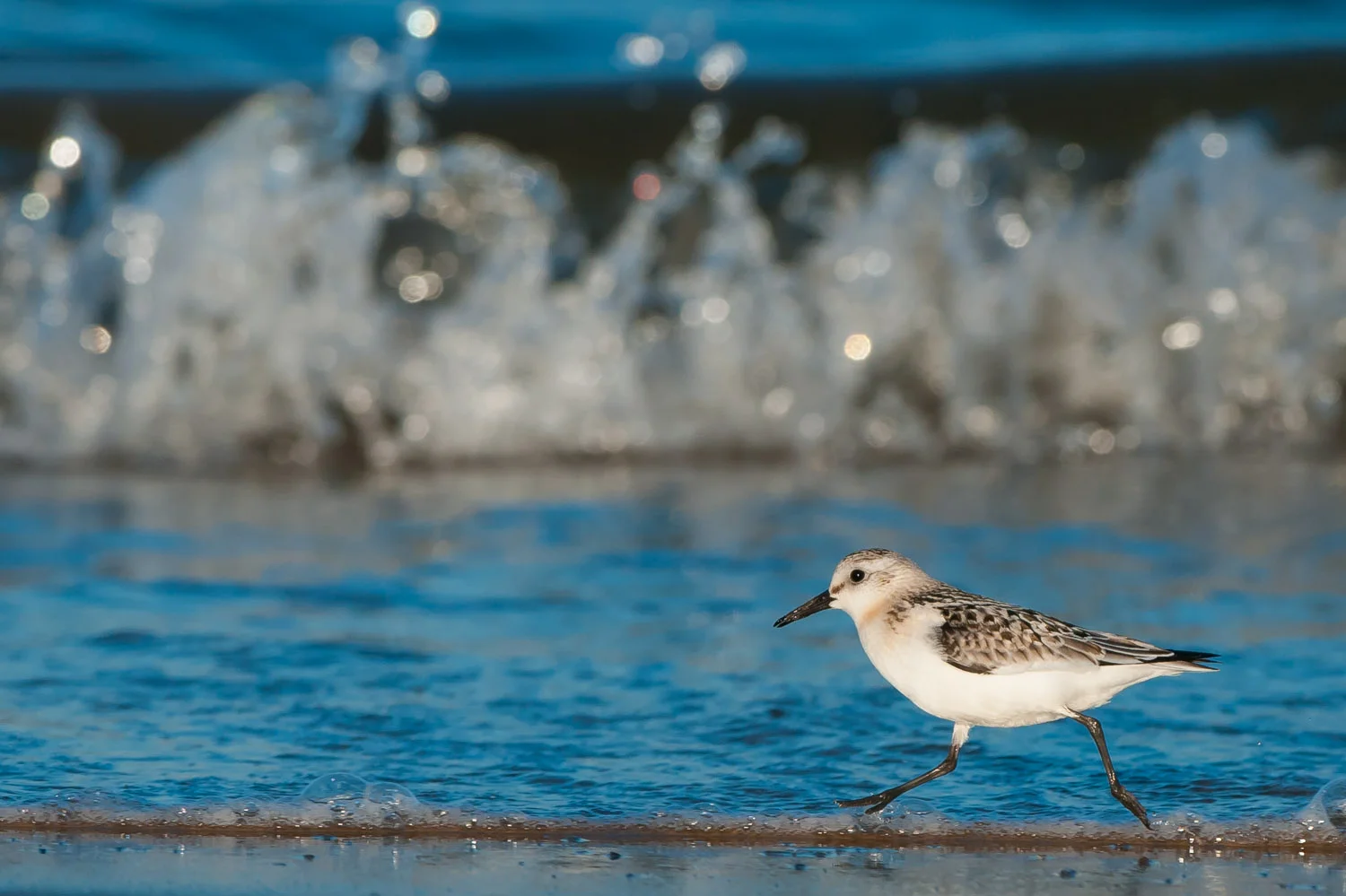 Sanderling