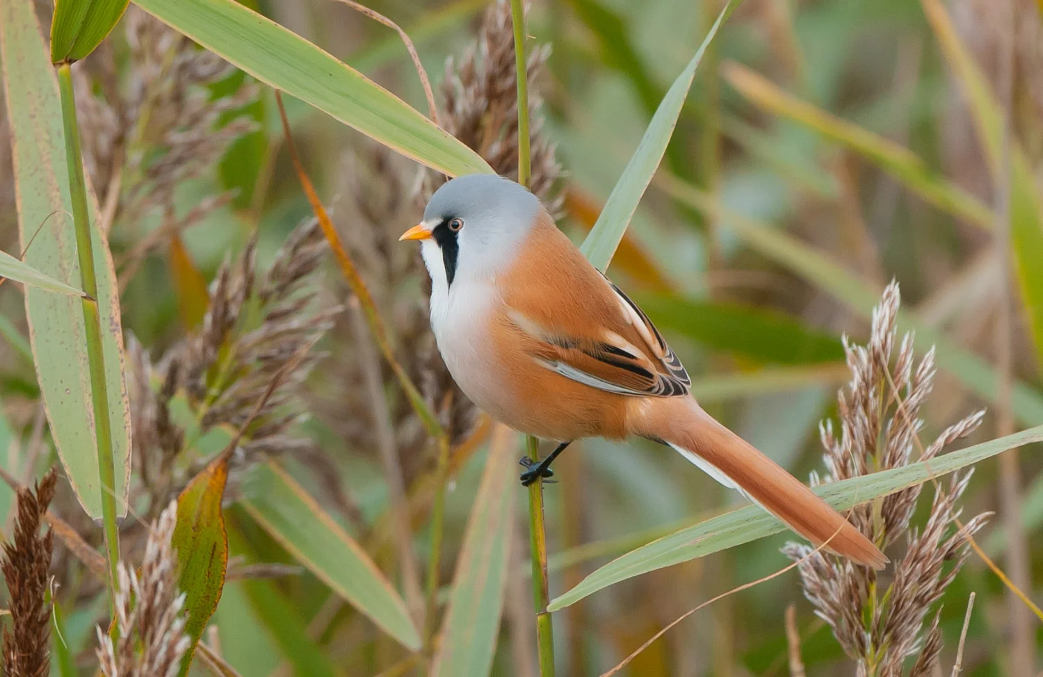 Bearded Tit