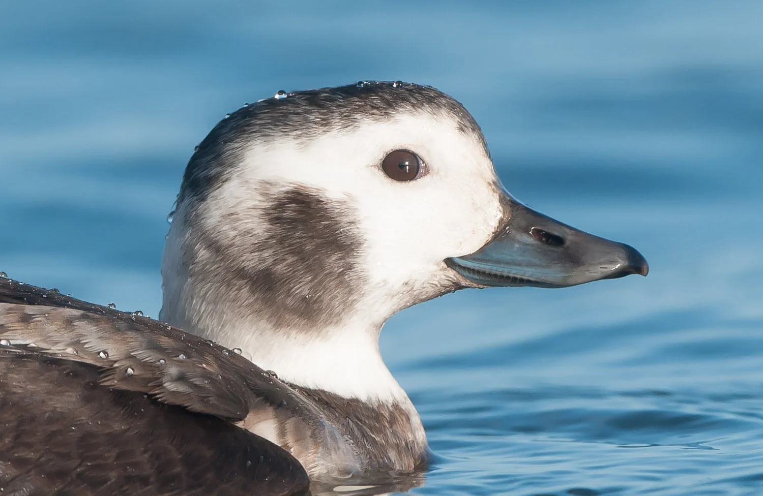 Long Tailed Duck