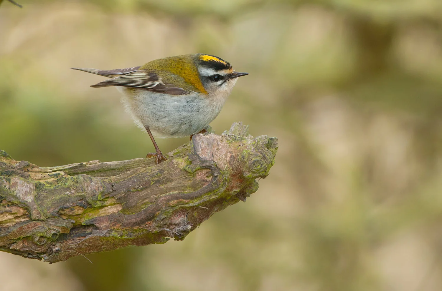 Firecrest