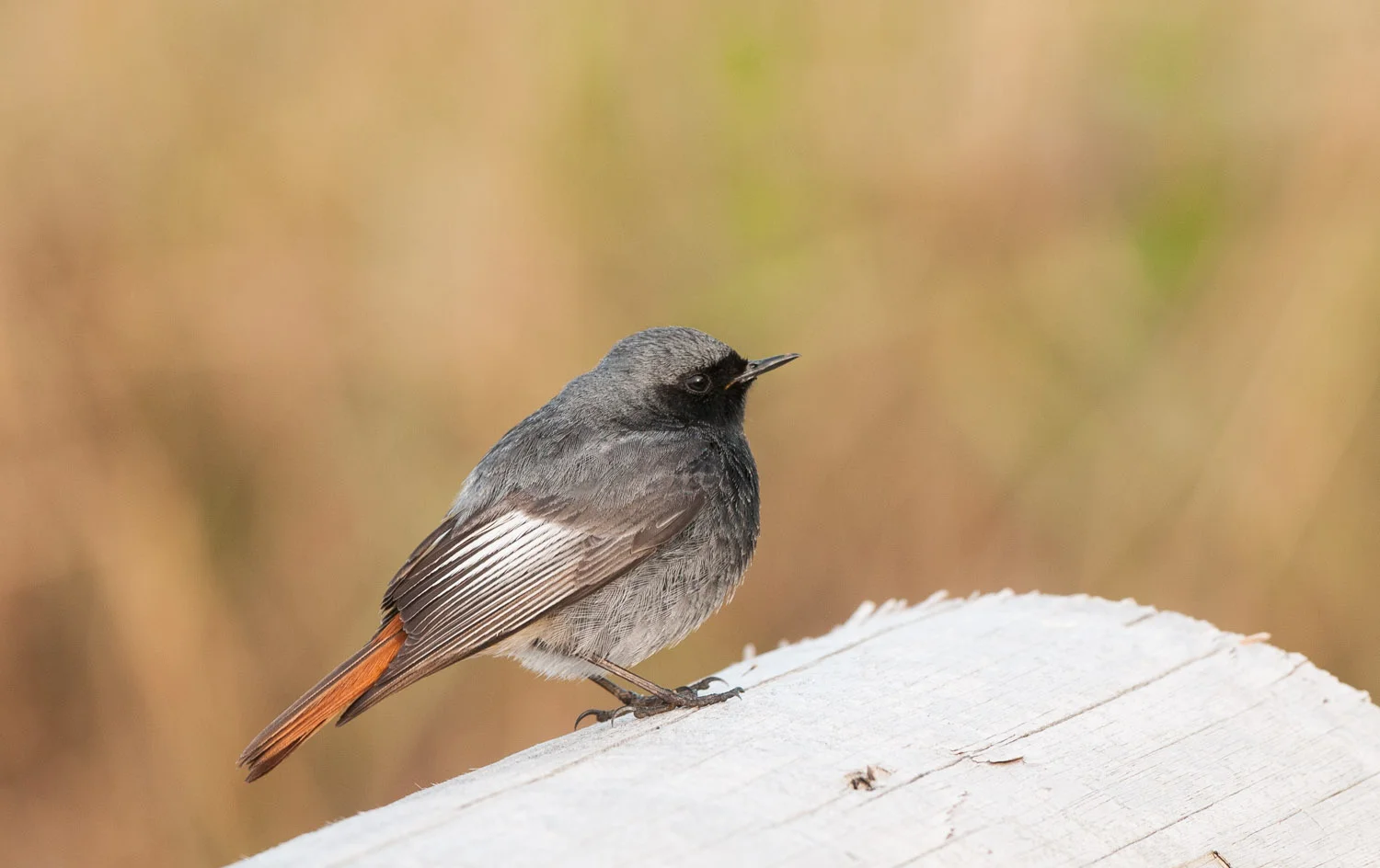 Black Redstart