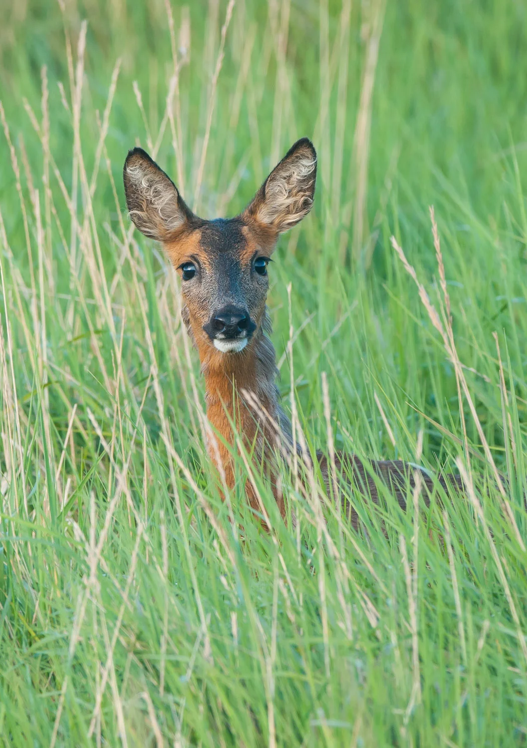 Roe Deer