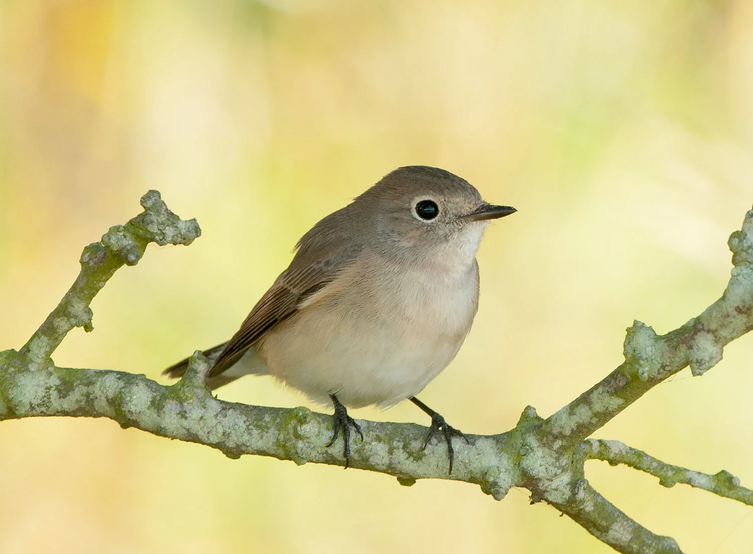 Red-Breasted Flycatcher