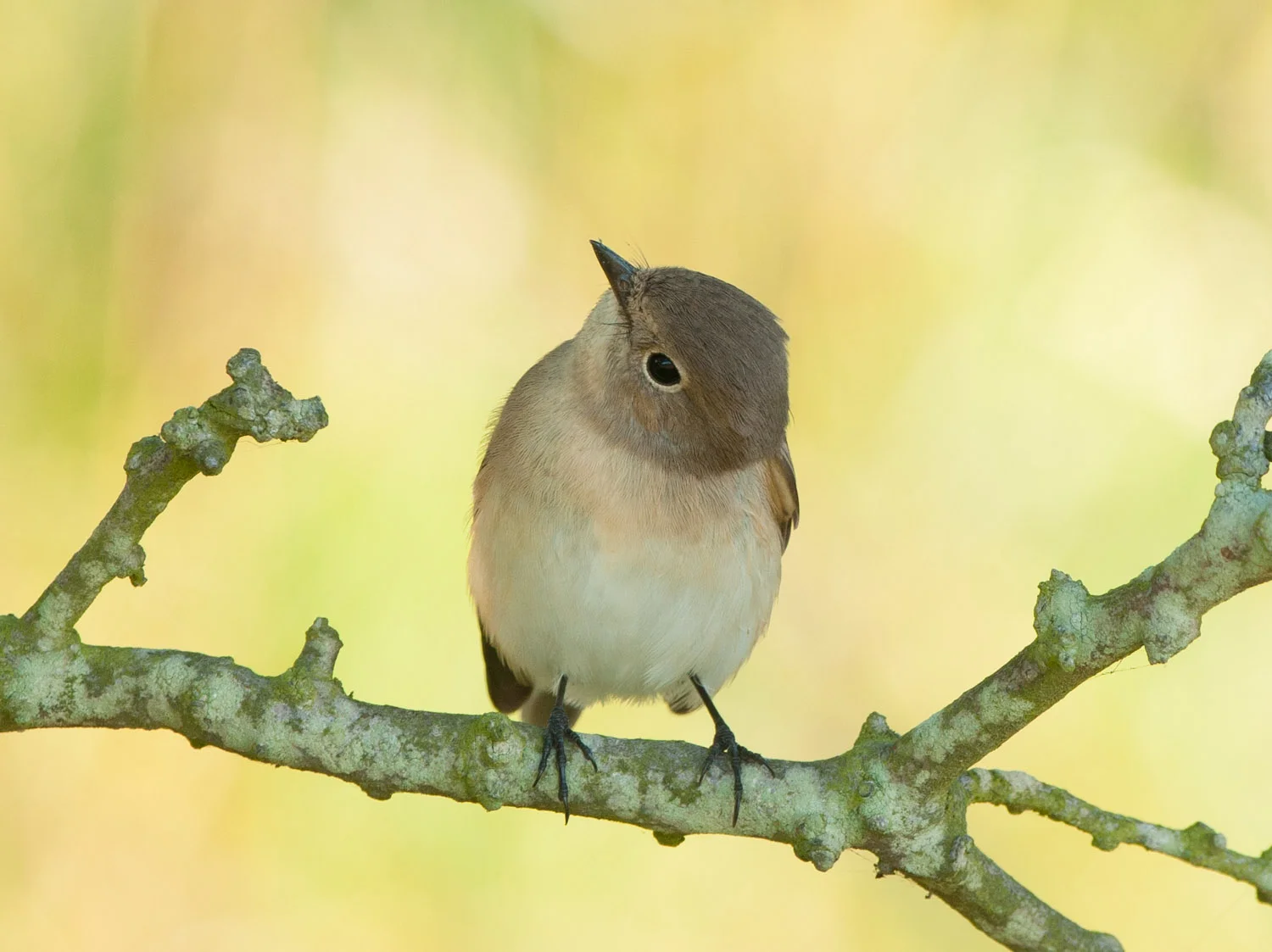 Red-Breasted Flycatcher