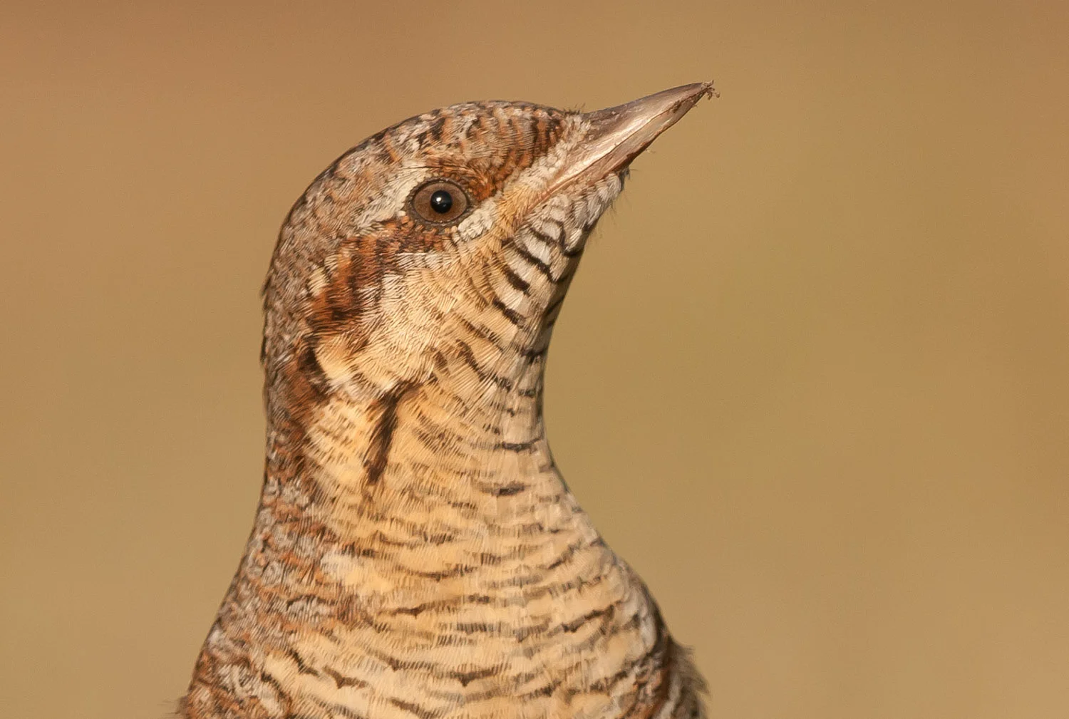 Wryneck