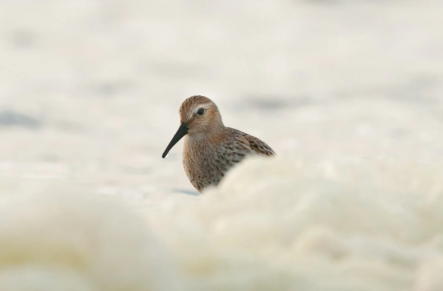Dunlin