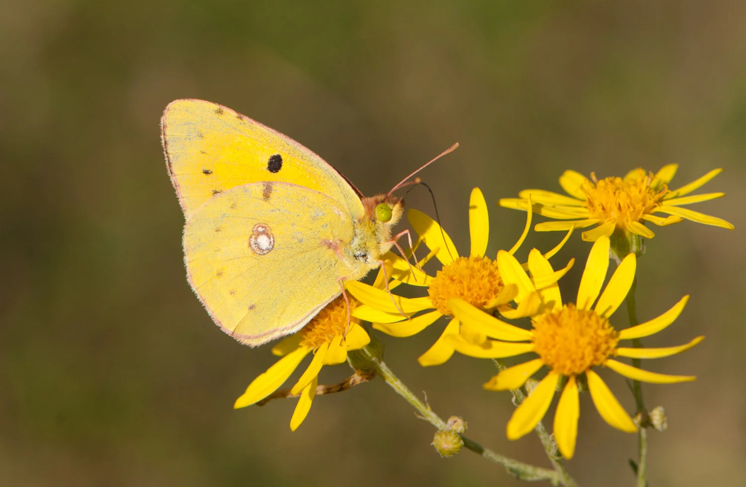 Clouded Yellow