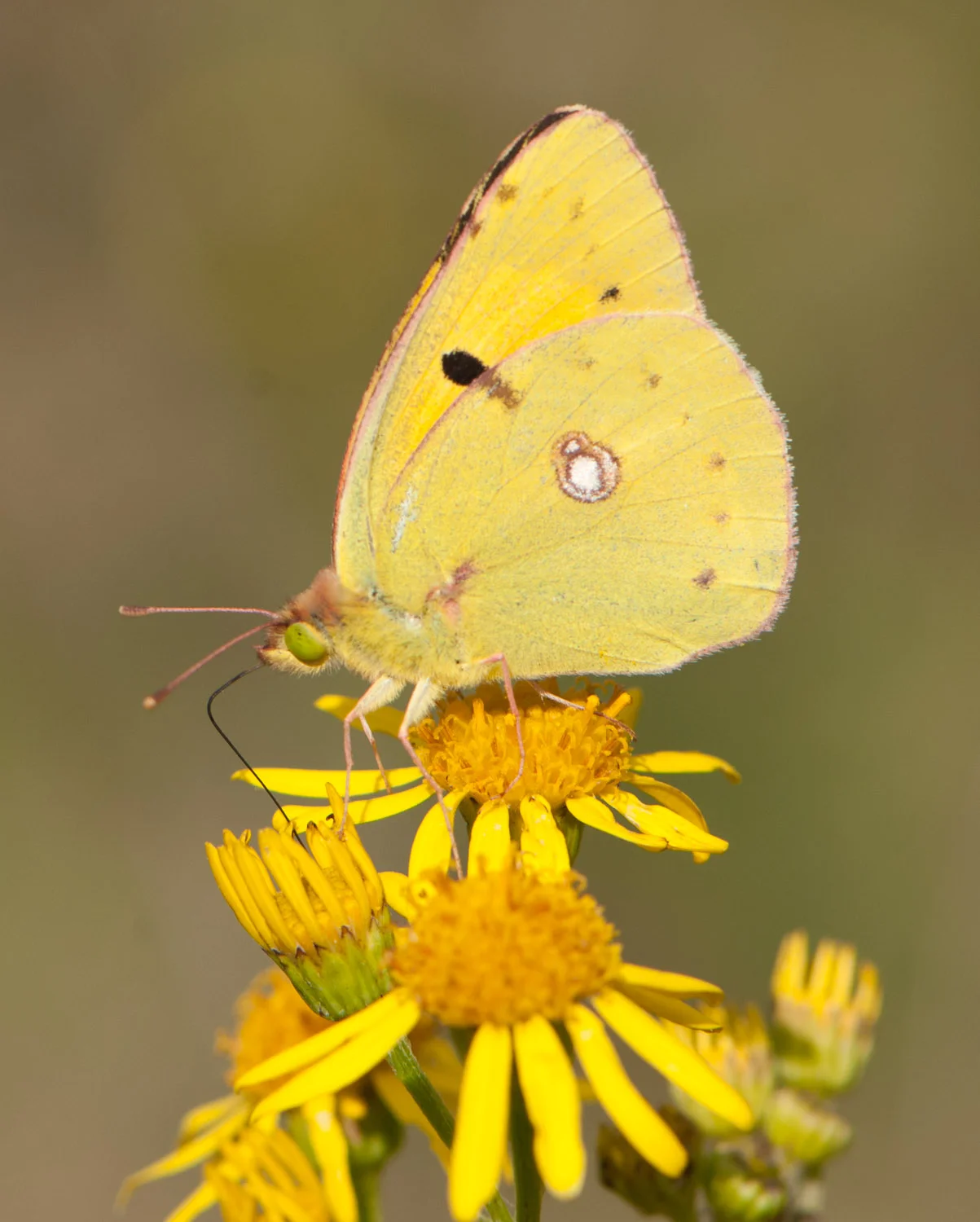 Clouded Yellow