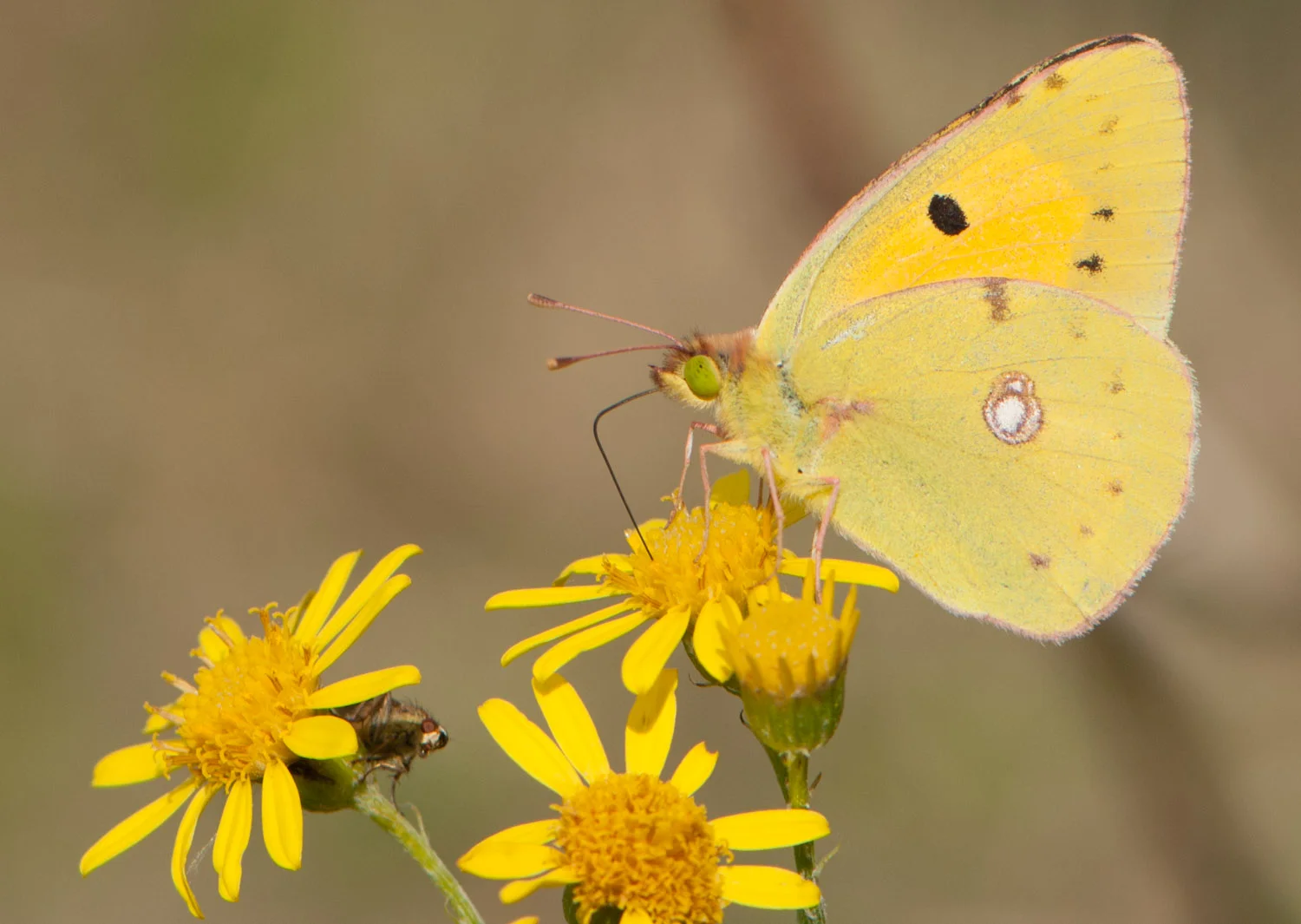 Clouded Yellow