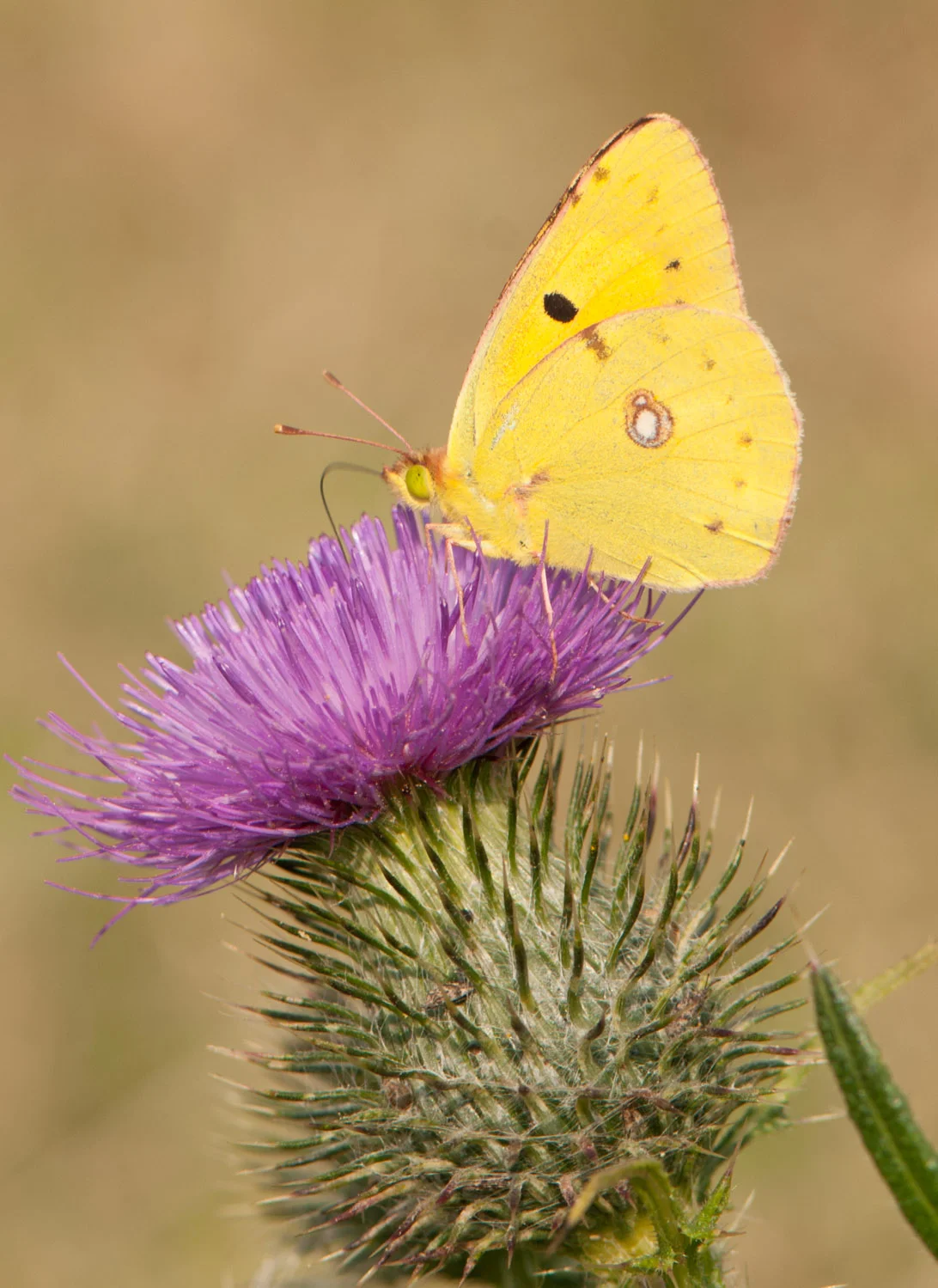 Clouded Yellow