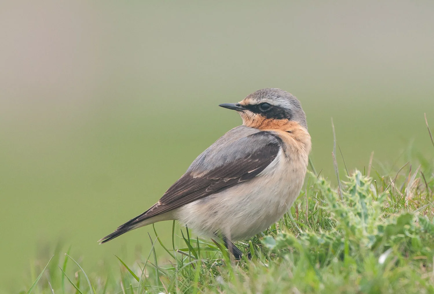Wheatear