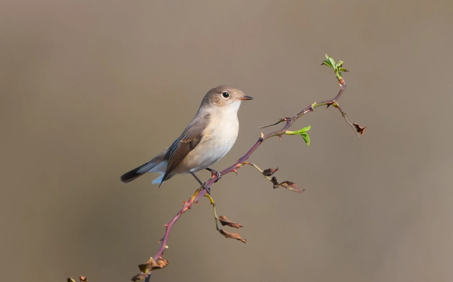 Red-Breasted Flycatcher