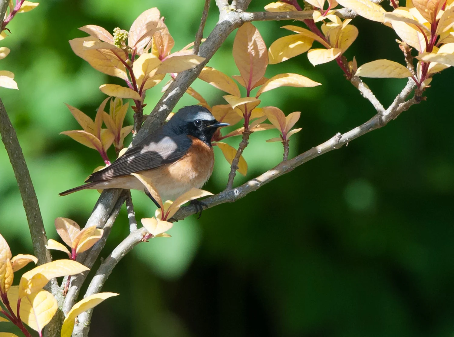 Redstart