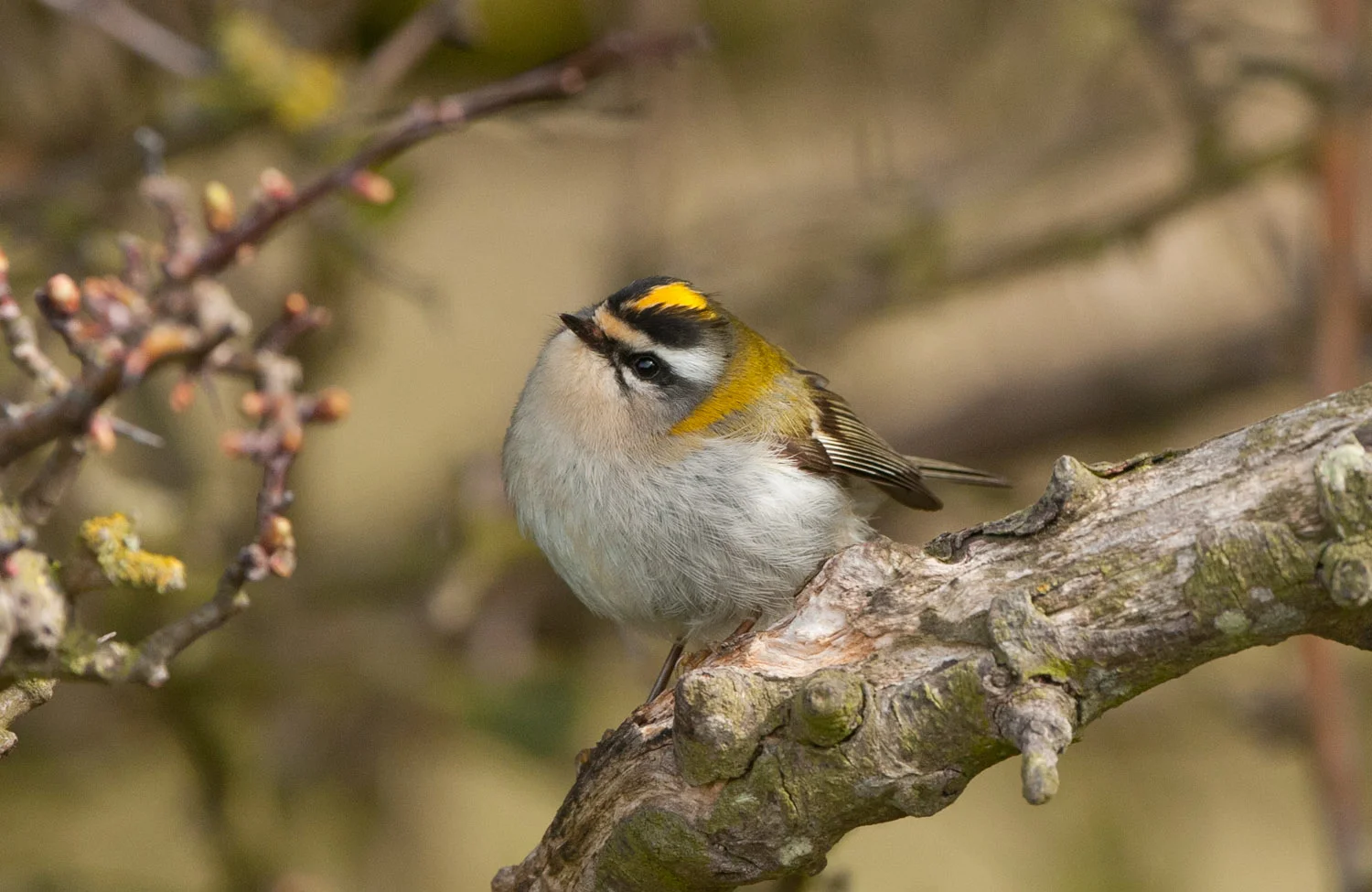 Firecrest