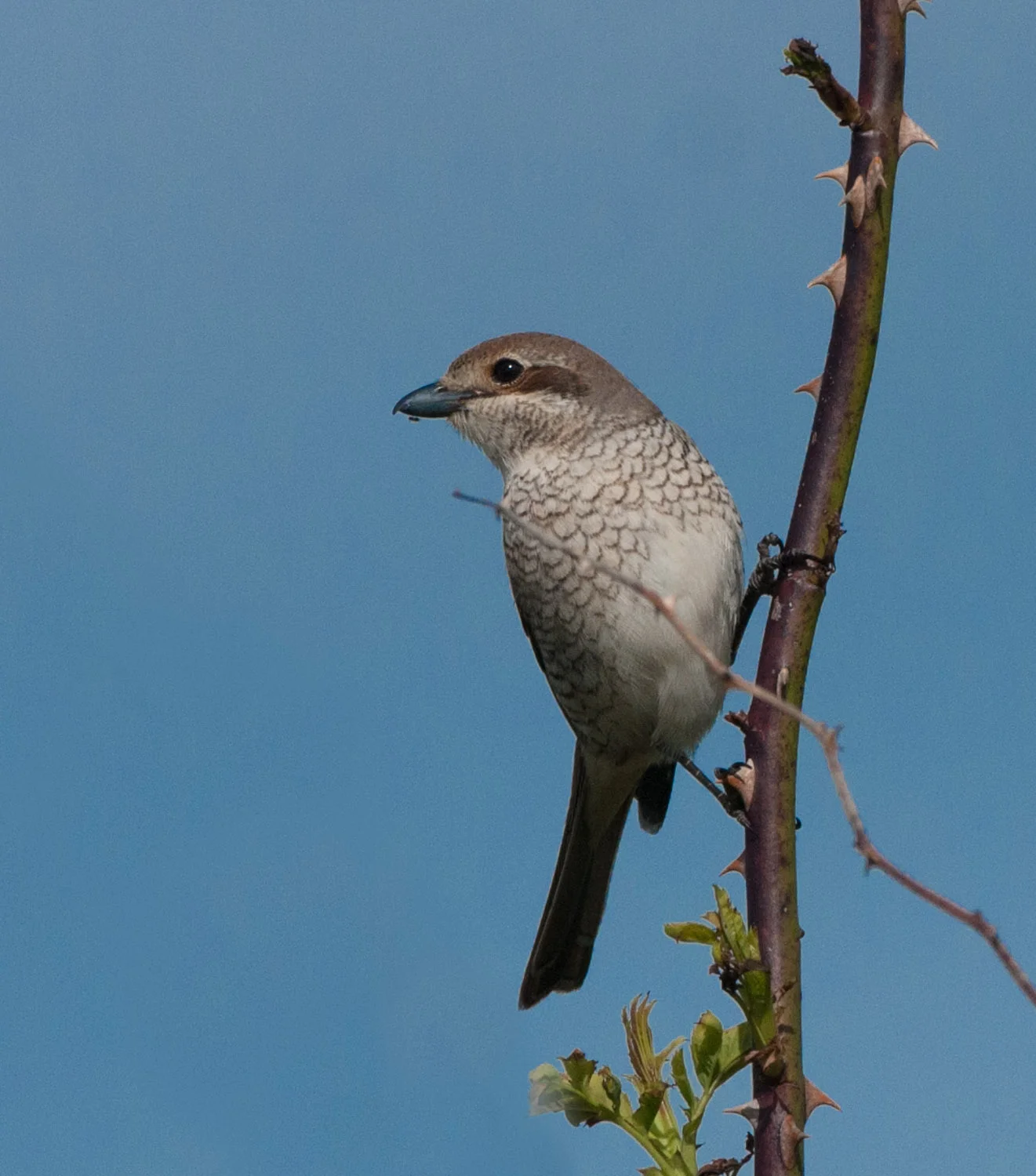 Red-Backed Shrike