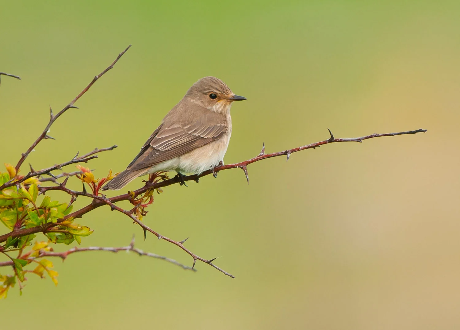 Spotted Flycatcher