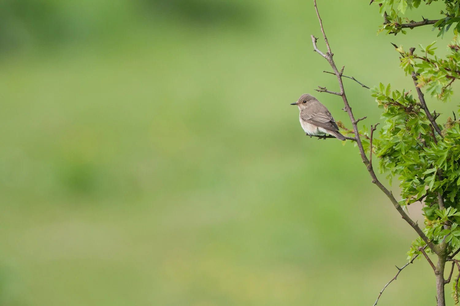 Spotted Flycatcher