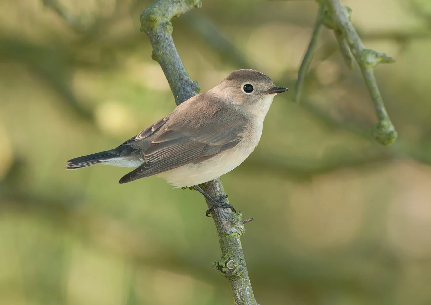 Red-Breasted Flycatcher