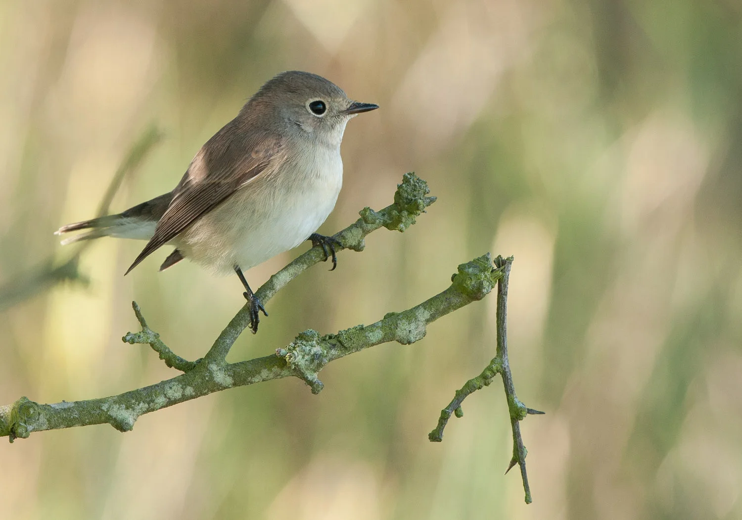 Red-Breasted Flycatcher