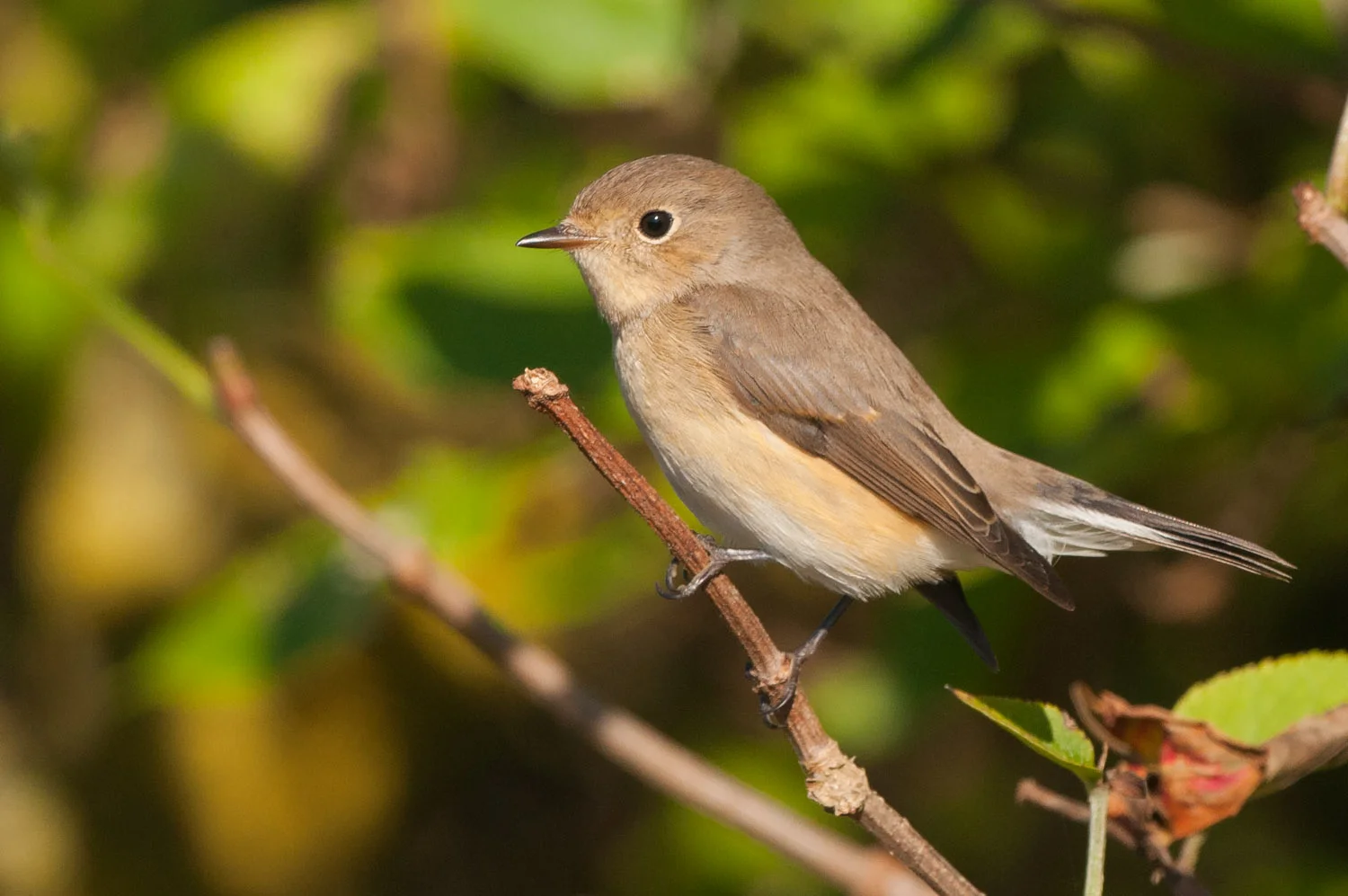 Red-Breasted Flycatcher