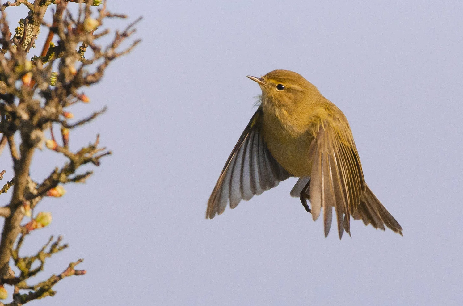 Chiff-Chaff