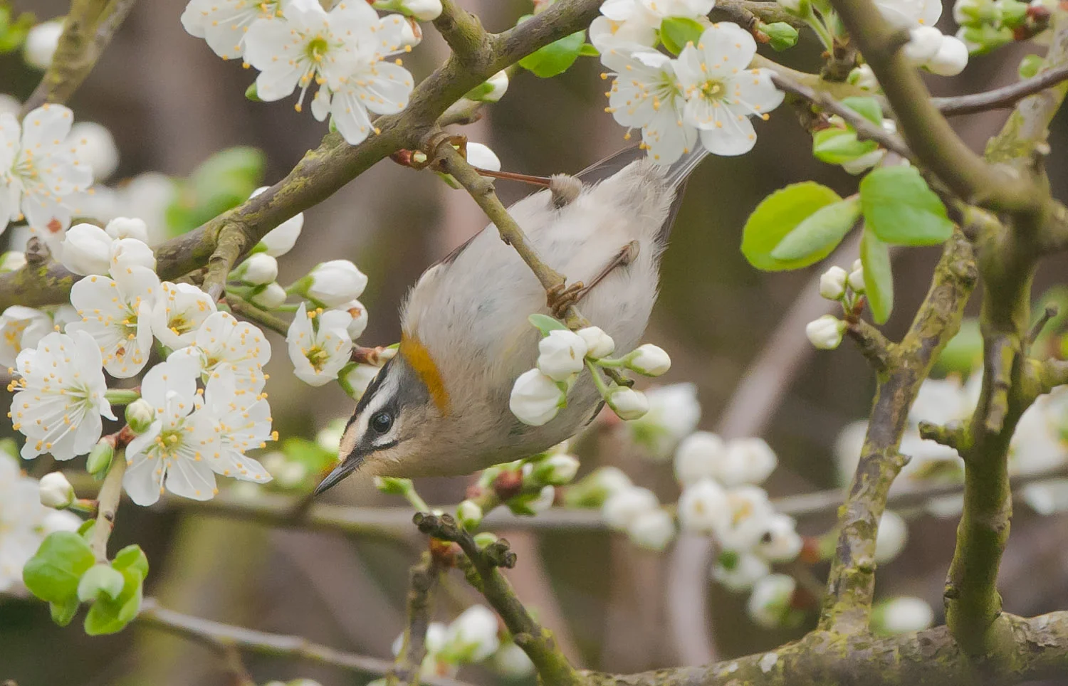 Firecrest