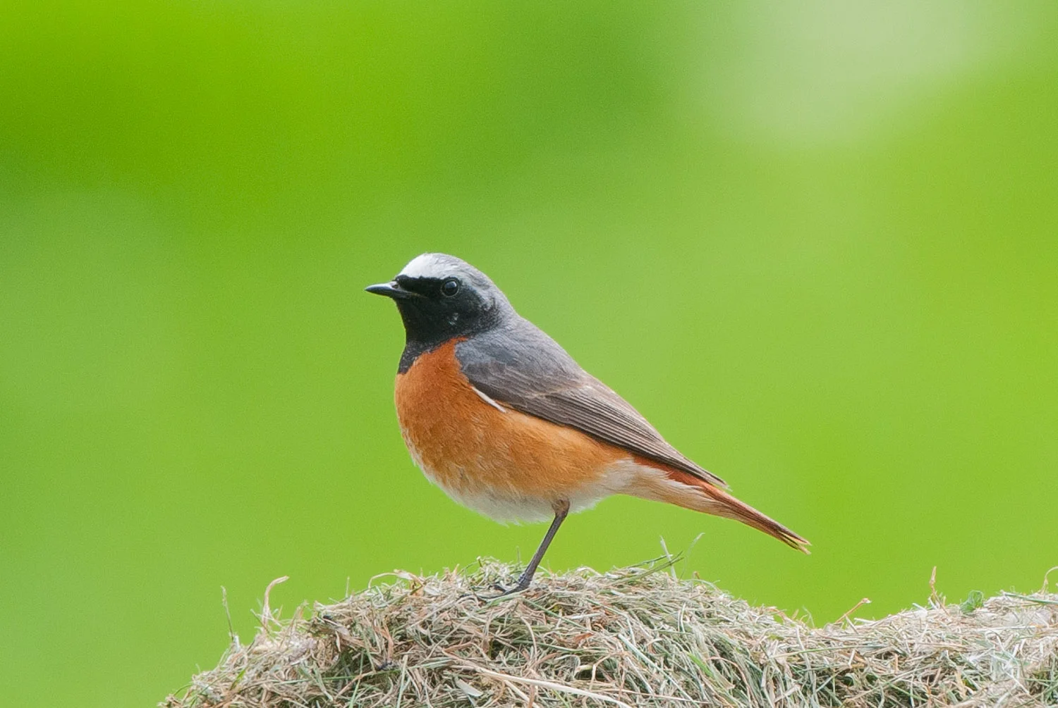 Redstart