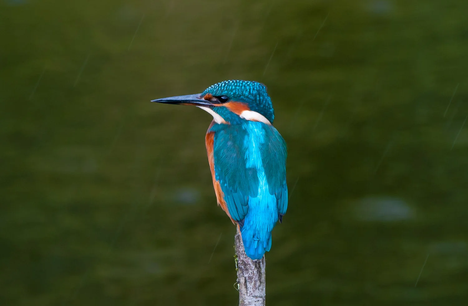 TophillKings100814 (9 of 18).jpg
