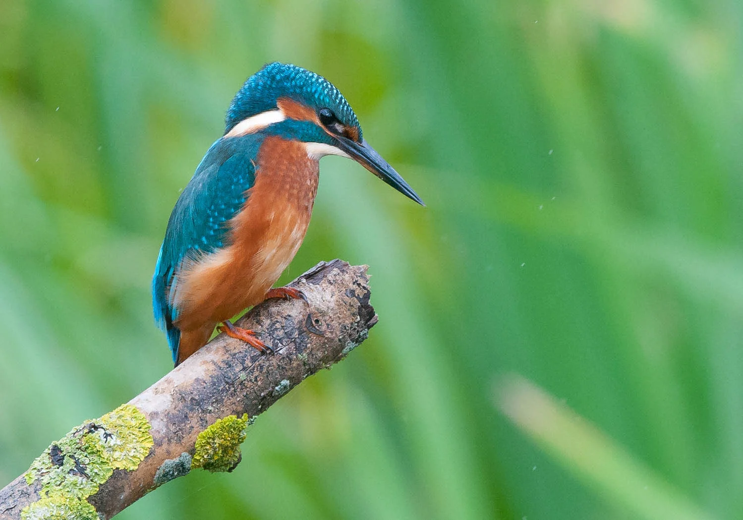TophillKings100814 (11 of 18).jpg